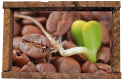 Coffee Seedling 1