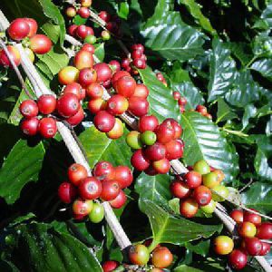 coffee20plant20red20berries2031